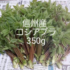 信州小谷産 採れたて コシアブラ 350g 送料込 山菜
