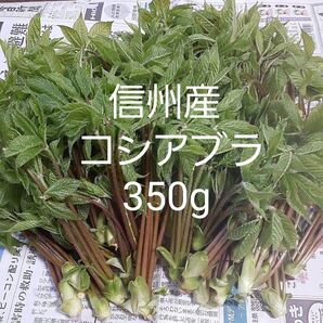 信州小谷産 採れたて コシアブラ 350g 送料込 山菜