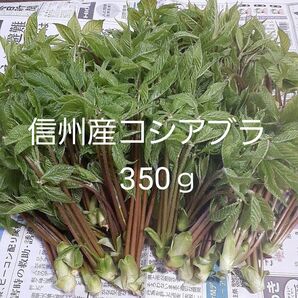 信州小谷産 採れたて コシアブラ 350g 送料込 山菜