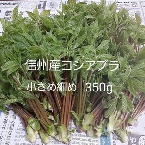信州小谷産 採れたて コシアブラ 350g 送料込 山菜