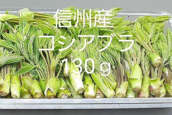 信州小谷産 採れたて コシアブラ 130g 送料込 山菜