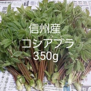 信州小谷産 採れたて コシアブラ 350g 送料込 山菜