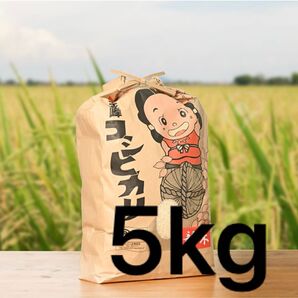 鹿児島県産 コシヒカリ 令和6年産 5kg 白米 金峰コシヒカリ