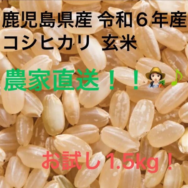 【玄米【1.5キロ】鹿児島県産 令和6年 早期米 お試し価格(新米8月収穫予定)