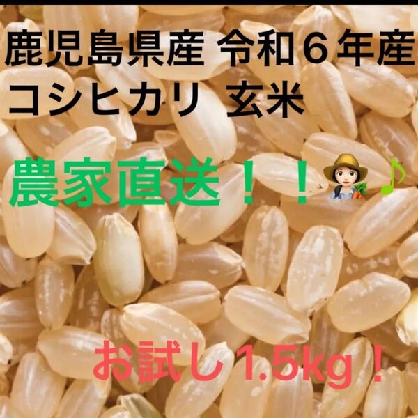 【玄米【1.5キロ】鹿児島県産 令和6年 早期米 お試し価格(新米7月収穫予定)