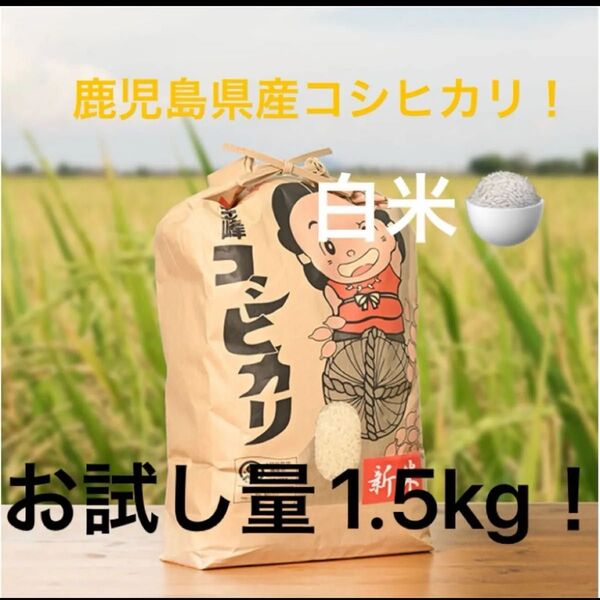 鹿児島県産 コシヒカリ お試し量1.5kg コシヒカリ 白米 農家直送