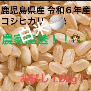 期間限定 白米【1.5キロ】鹿児島県産 令和6年 早期米 お試し価格(新米8月収穫予定)
