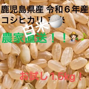 白米【1.5キロ】鹿児島県産 令和6年 早期米 お試し価格(新米8月収穫予定)