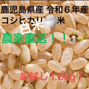 期間限定 白米【1.5キロ】鹿児島県産 令和6年 早期米 お試し価格(新米8月収穫予定)