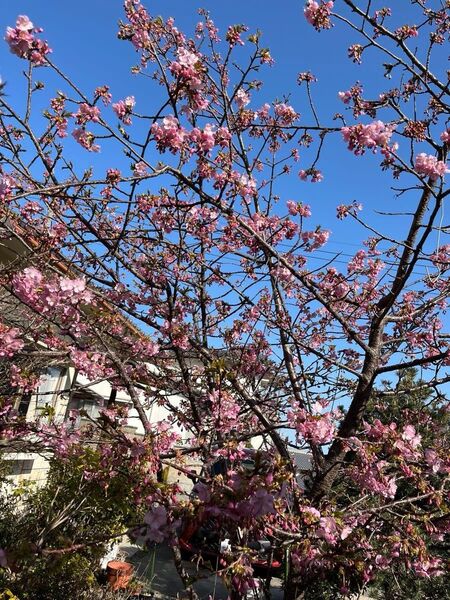 河津桜苗木