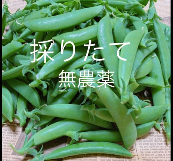 スナップエンドウ700g 無農薬