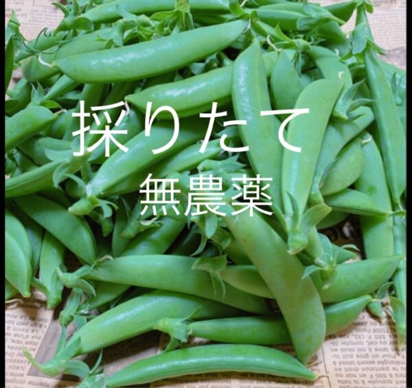 スナップエンドウ700g 無農薬
