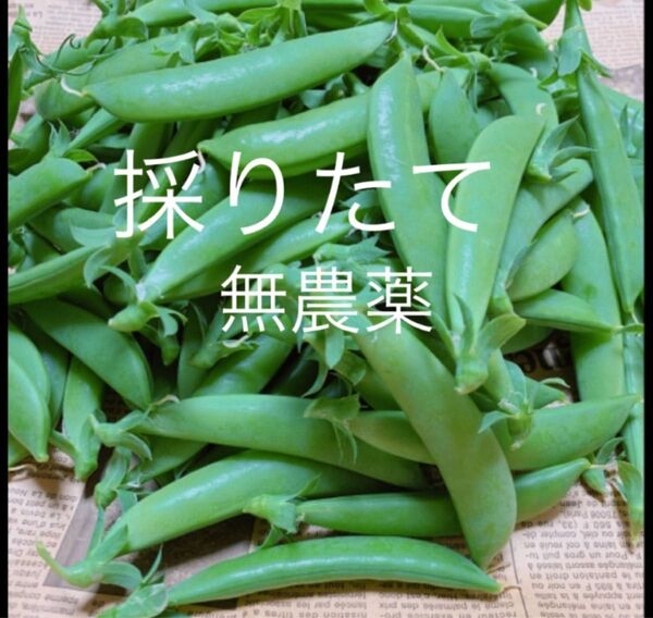 スナップエンドウ700g 無農薬
