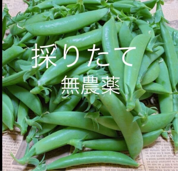 スナップエンドウ700g 無農薬