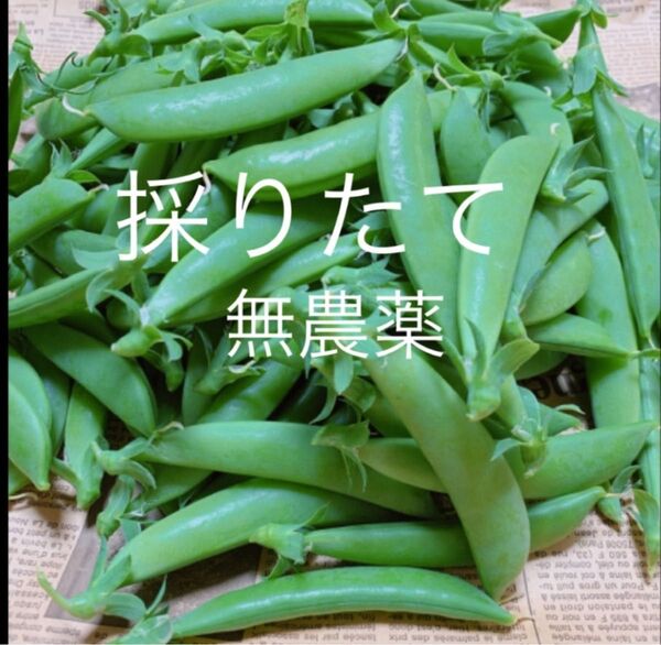 スナップエンドウ700g 無農薬