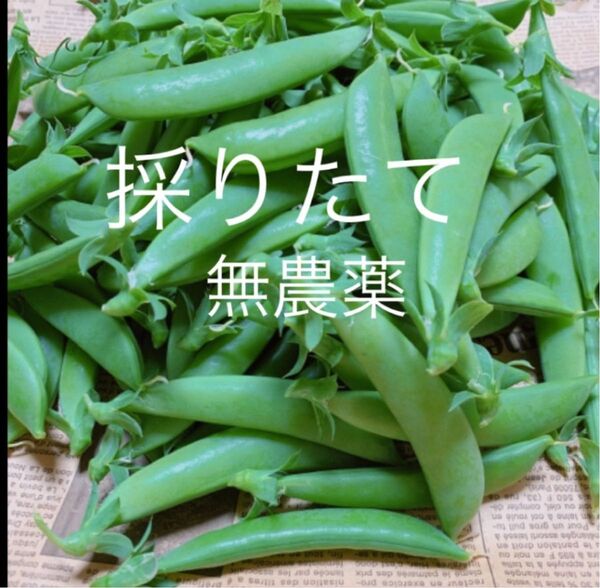 スナップエンドウ700g 無農薬