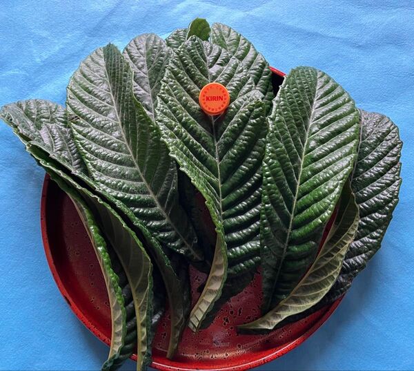 枇杷の葉 特大サイズ100g(およそ9~10枚) 無農薬 良質安心 購入後採取