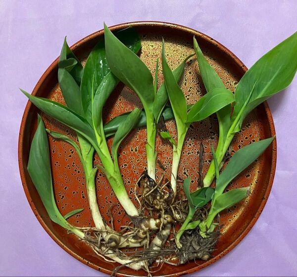 カンナ苗(黄色)3茎 バターカップ 良質安心 超安価 無農薬 匿名発送 送料無料
