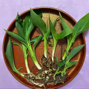 カンナ苗(黄色)3茎 バター・カップ 良質安心 無農薬 対応迅速 梱包丁寧 匿名発送 送料無料