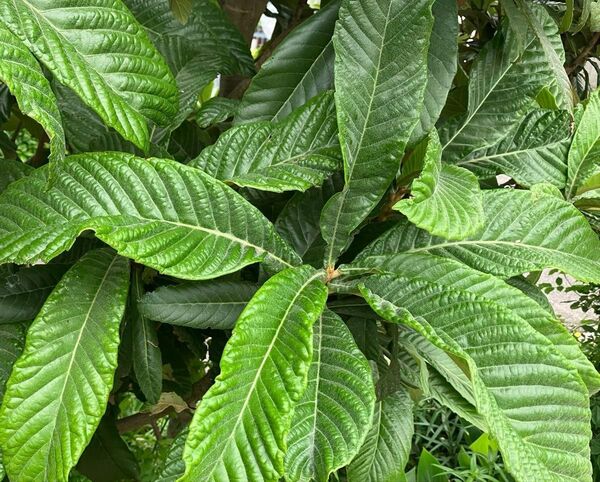 枇杷の葉 特大サイズ100g(およそ9~10枚) 無農薬 良質安心 購入後採取
