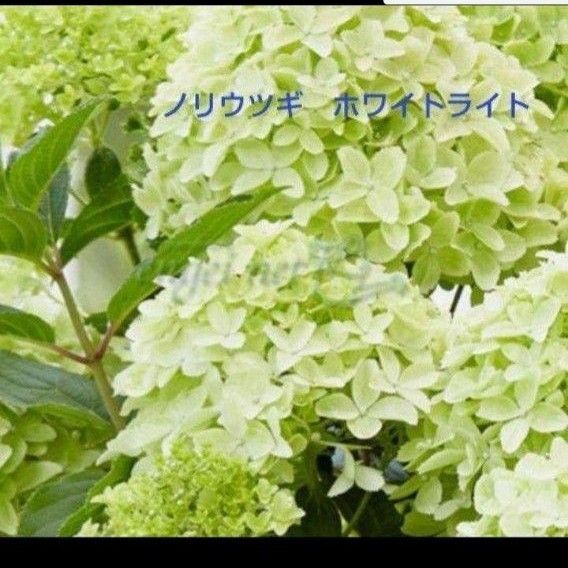ノリウツギ小苗・ホワイトライト