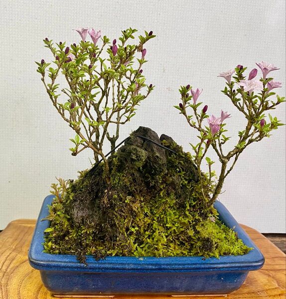 盆栽 自然石付き香丁木 ピンク 蕾がいっぱい かわいい