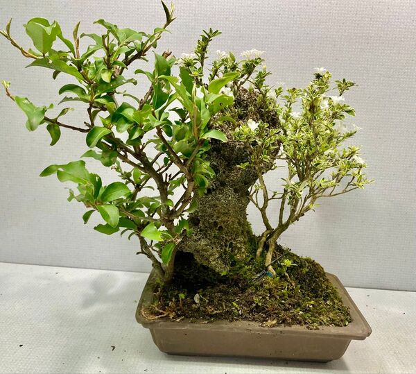 盆栽 自然石付きびっくりぐみと香丁木 斑入り 盆景