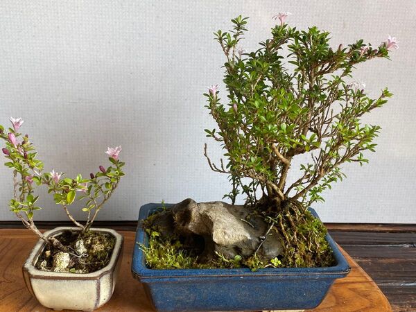 盆栽 自然石付き香丁木 2鉢で かわいい 小葉 蕾もいっぱい