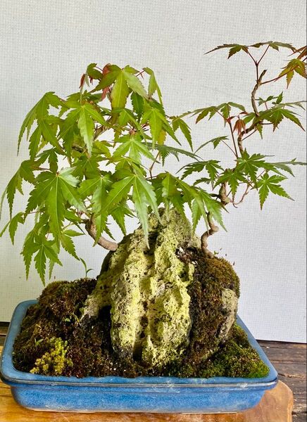 盆栽 自然石付きもみじ 盆景 見応えあり いい感じ