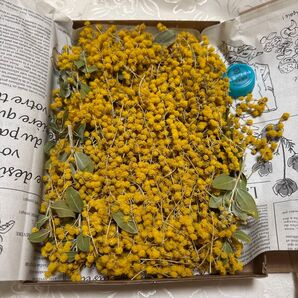 ミモザ パールアカシア 花穂③ ヒメワラビ付き