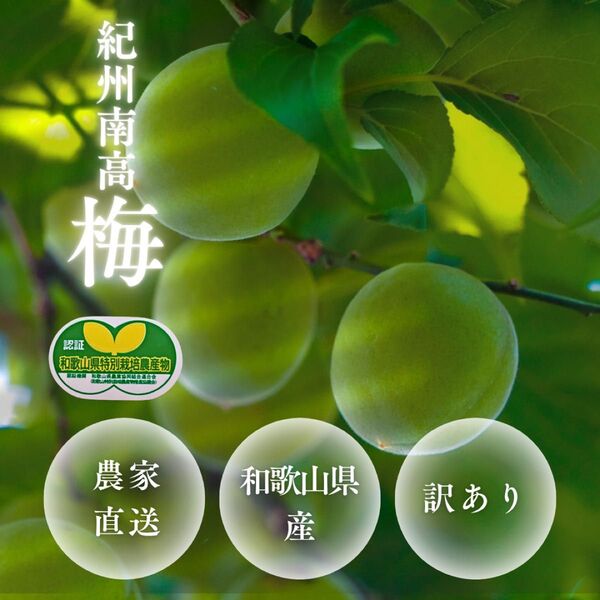 紀州南高梅【訳あり】生梅 1kg 青梅/完熟梅 和歌山県田辺市産 農家直送