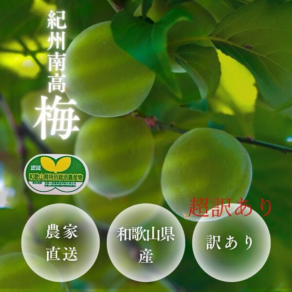 超訳ありゆえの大特価 生梅1kg 青梅/完熟梅 和歌山県産 農家直送