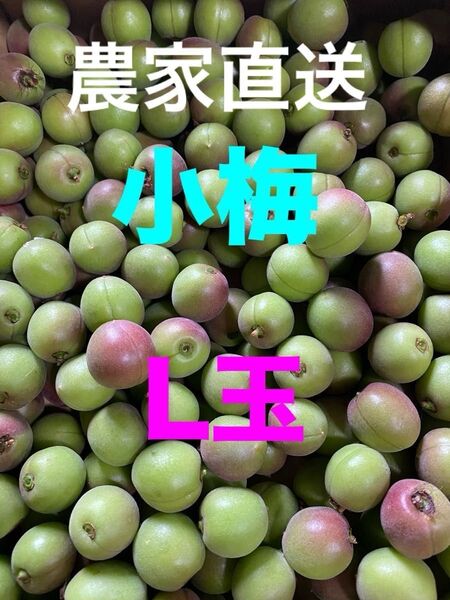 農家直送 小梅 18日収穫分 L玉 宅急便コンパクト箱込み1.2キロ