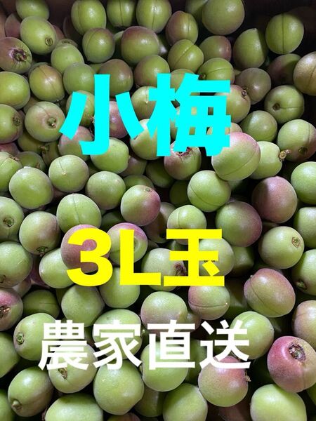 農家直送 小梅 18日収穫分 3Lサイズ 宅急便コンパクト箱込み1.2キロ
