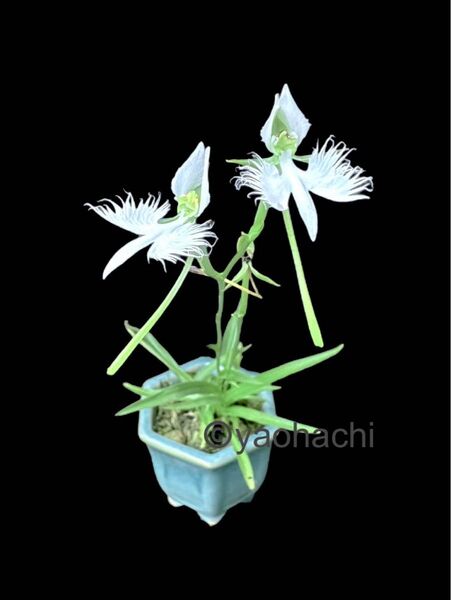 サギソウ さぎ草 山野草 (青葉) (1ポット、3本)X2個セット 【期間、数量限定値下げ】