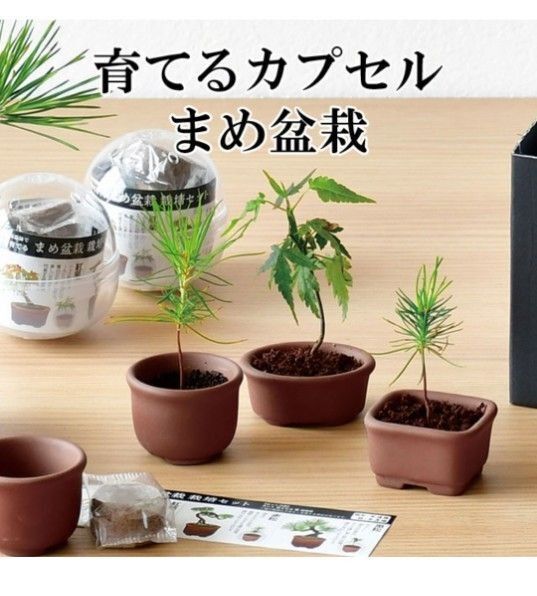 まめ盆栽 黒松 ガチャ 育てるカプセル 小品盆栽素材