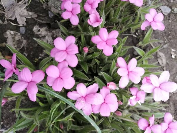 アッツ桜 ピンク白ミックス 抜苗球根10本ほど