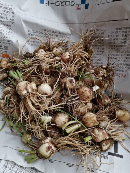 青色ムスカリ球根 30球以上