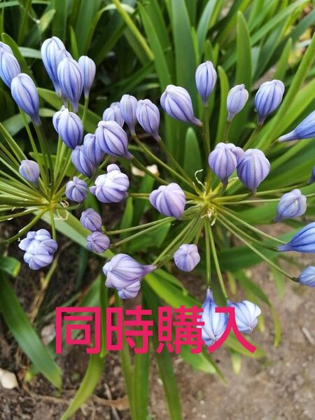 アガパンサス抜苗2株 他2点