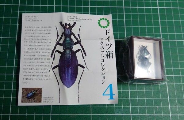 ドイツ箱マグネットコレクション オオルリオサムシ