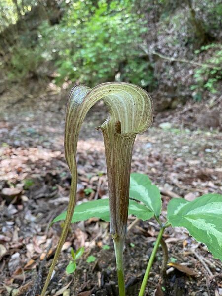 キシダマムシグサ 岸田蝮草の実生2苗 山野草 テンナンショウ 天南星 ウラシマソウ 浦島草 マムシグサ 蝮草 サトイモ