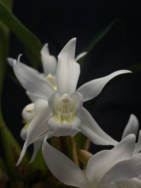 Coelogyne intermedia セロジネ インターメディアの苗 ラン 蘭 洋ラン 洋蘭