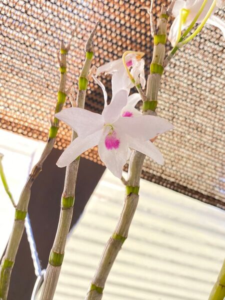 Dendrobium nobile デンドロビウム ノビル 実生大株の板付① ラン 蘭 洋蘭 洋ラン