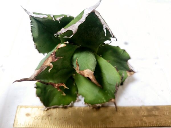 【レアな品種】極上苗 オテロイ 緑鯨 ムチムチ短葉 台湾産正規品多肉植物韓国苗