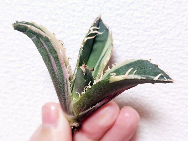 白鯨錦 agave 極上希少 子株永久斑 台湾産正規品アガベ 台湾産正規品アガベ 台湾産正規品