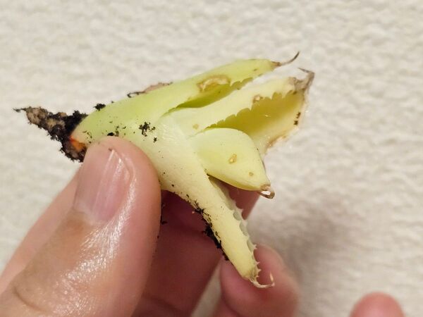 極上美苗 王妃カブトガニ錦 王妃兜蟹錦 変異株 連棘 排刺 台湾産正規品アガベ 台湾産正規品
