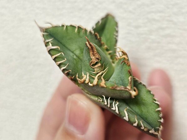 サービス品アガベチタノタ 白豪刺 良型子株 優良血統 極上苗 特選 チタノタ アガベ