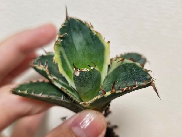 アガベ チタノタ ブラックアンドブルー錦 BB錦 白覆輪 台湾産正規品 特選アガベ 台湾産正規品