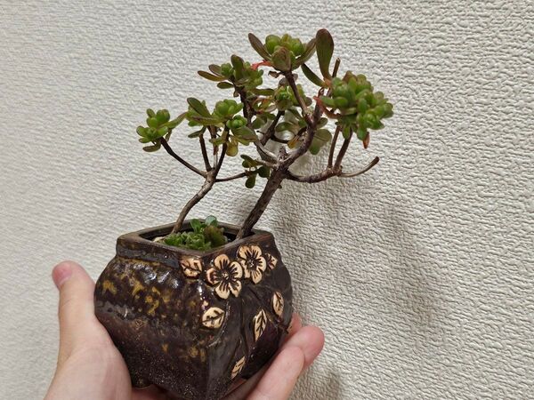 鉢付き 小人の花束アエオニウム 根あり 多肉植物 盆栽風植物アガベ 台湾産正規品