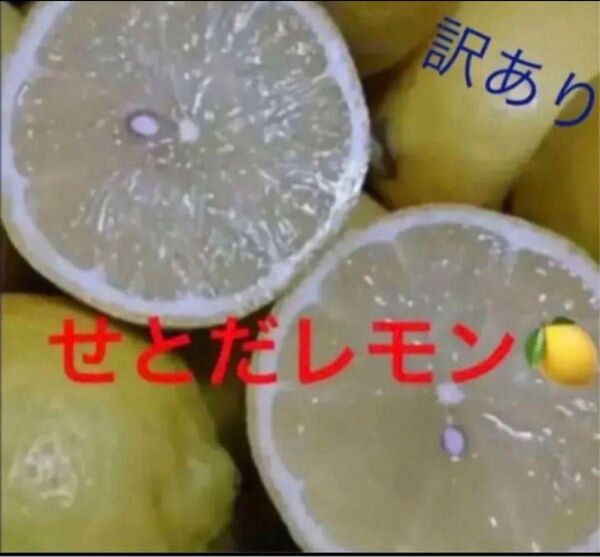 瀬戸田レモン 2.5キロ
